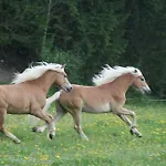 Haflingerhof Appenstein 팜스테이 *