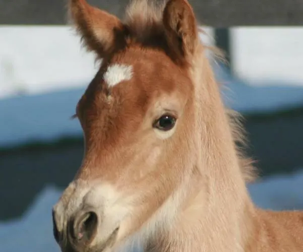 Haflingerhof Appenstein Farmház Pinswang