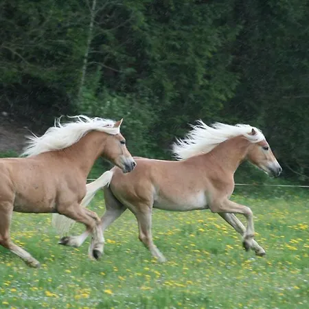Haflingerhof Appenstein Фермерский дом *
