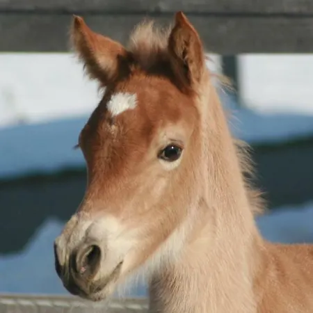 Haflingerhof Appenstein Фермерский дом Пинсванг