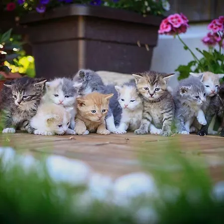 Haflingerhof Appenstein