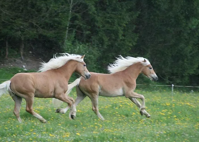 Haflingerhof Appenstein Κατάλυμα σε φάρμα *