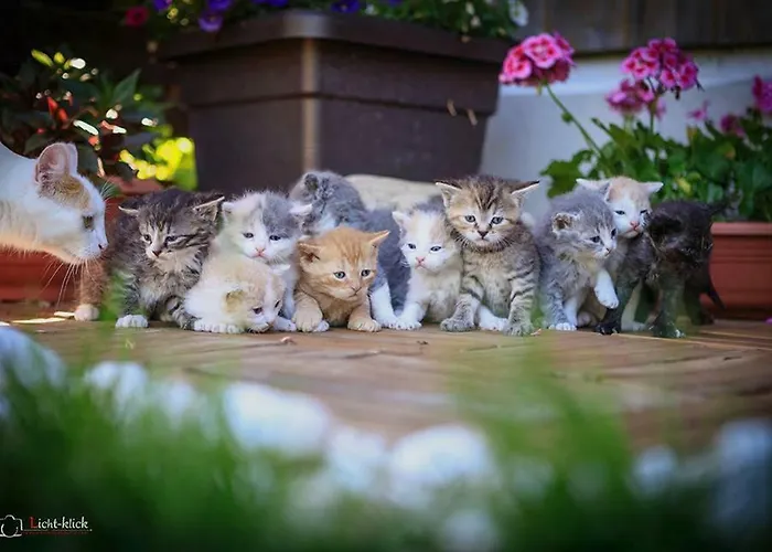 Haflingerhof Appenstein